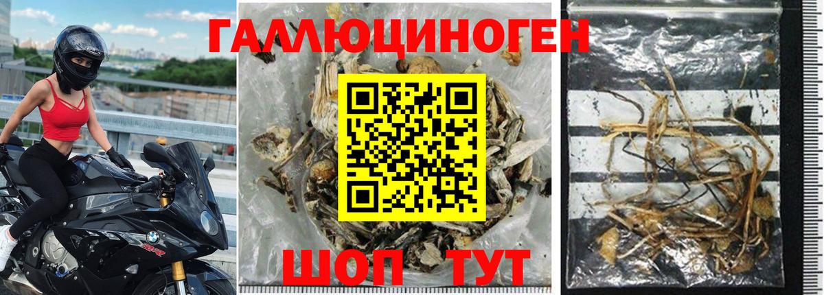 Псилоцибиновые грибы Cubensis Малоярославец